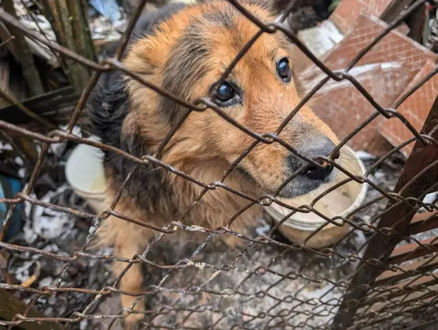 Antoś - psa, który został uratowany przez Animal Support