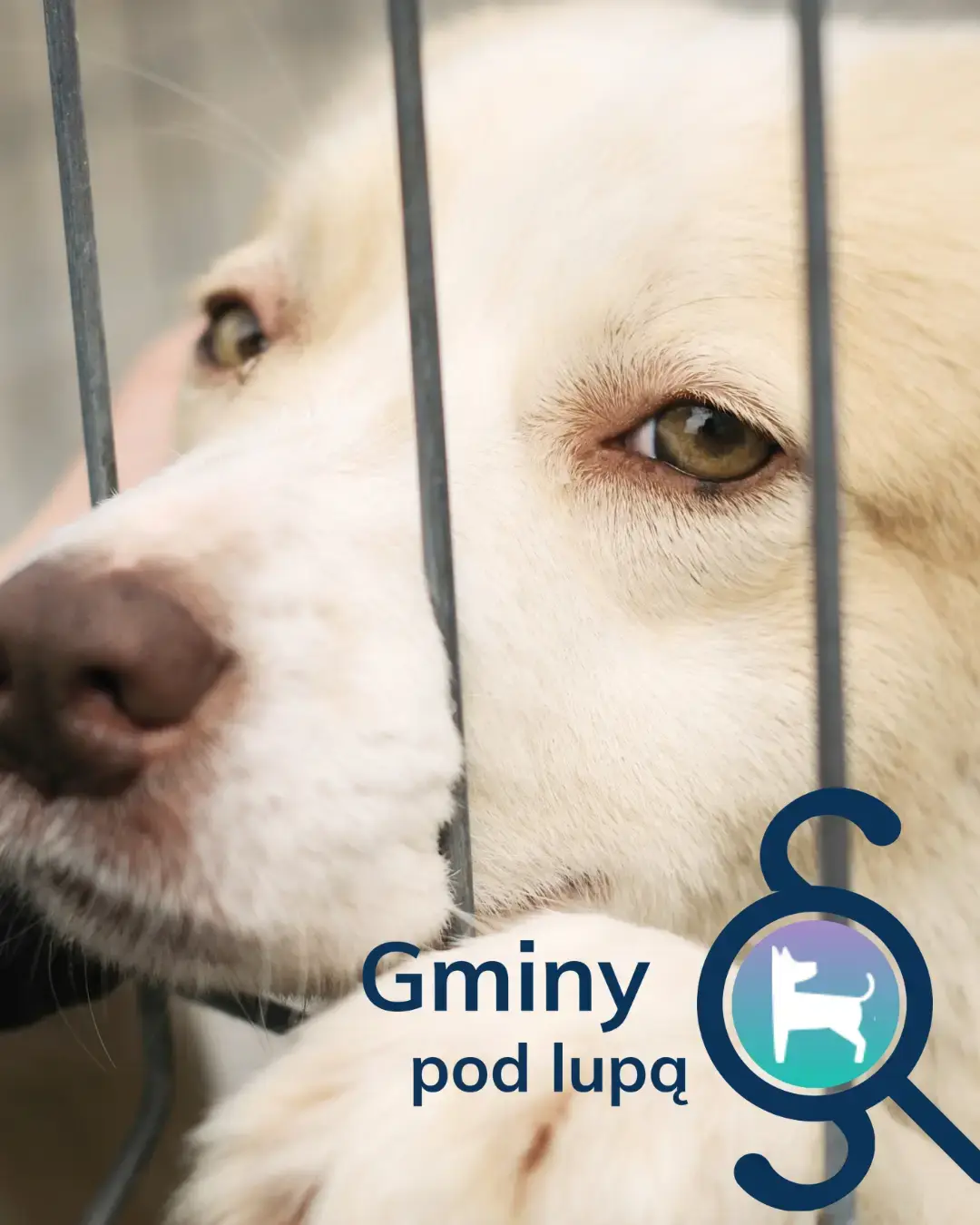 Gminy pod lupą - projekt Animal Support