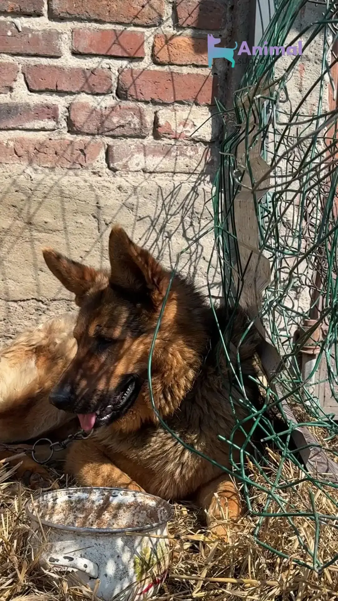 Słoneczny Patrol ratuje zwierzęta w czasie upałów. Wolontariusze Animal Support ruszyli w teren!