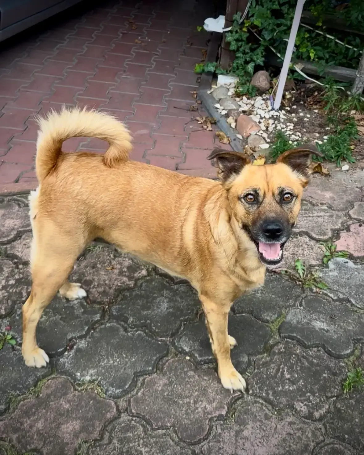 IRA – Wspaniały pies do adopcji czeka na kochający dom