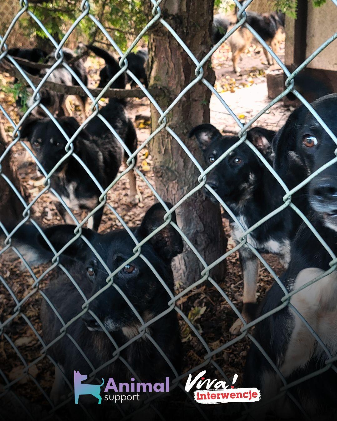 Arciechów – 10 lat piekła psów i bezczynność urzędów. Interwencja Animal Support i Fundacji VIVA!