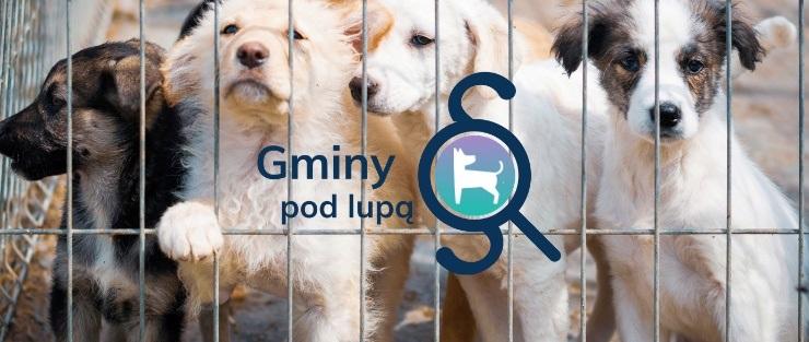 „Gminy pod lupą”, czyli sprawdzamy, jak samorządy (nie) radzą sobie z bezdomnością zwierząt