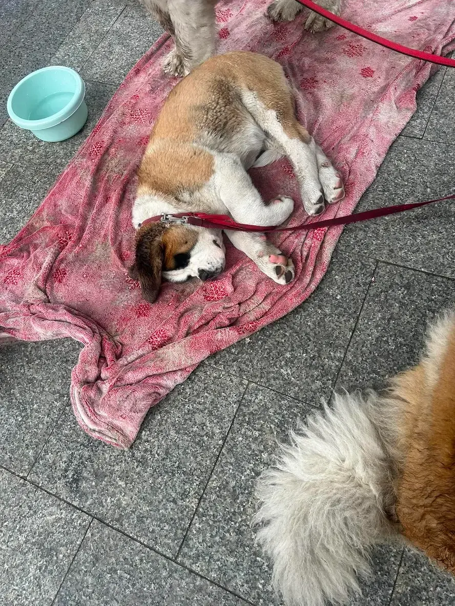 Żebractwo ze zwierzętami w centrum Warszawy. Trzy bernardyny cierpiały na oczach wszystkich