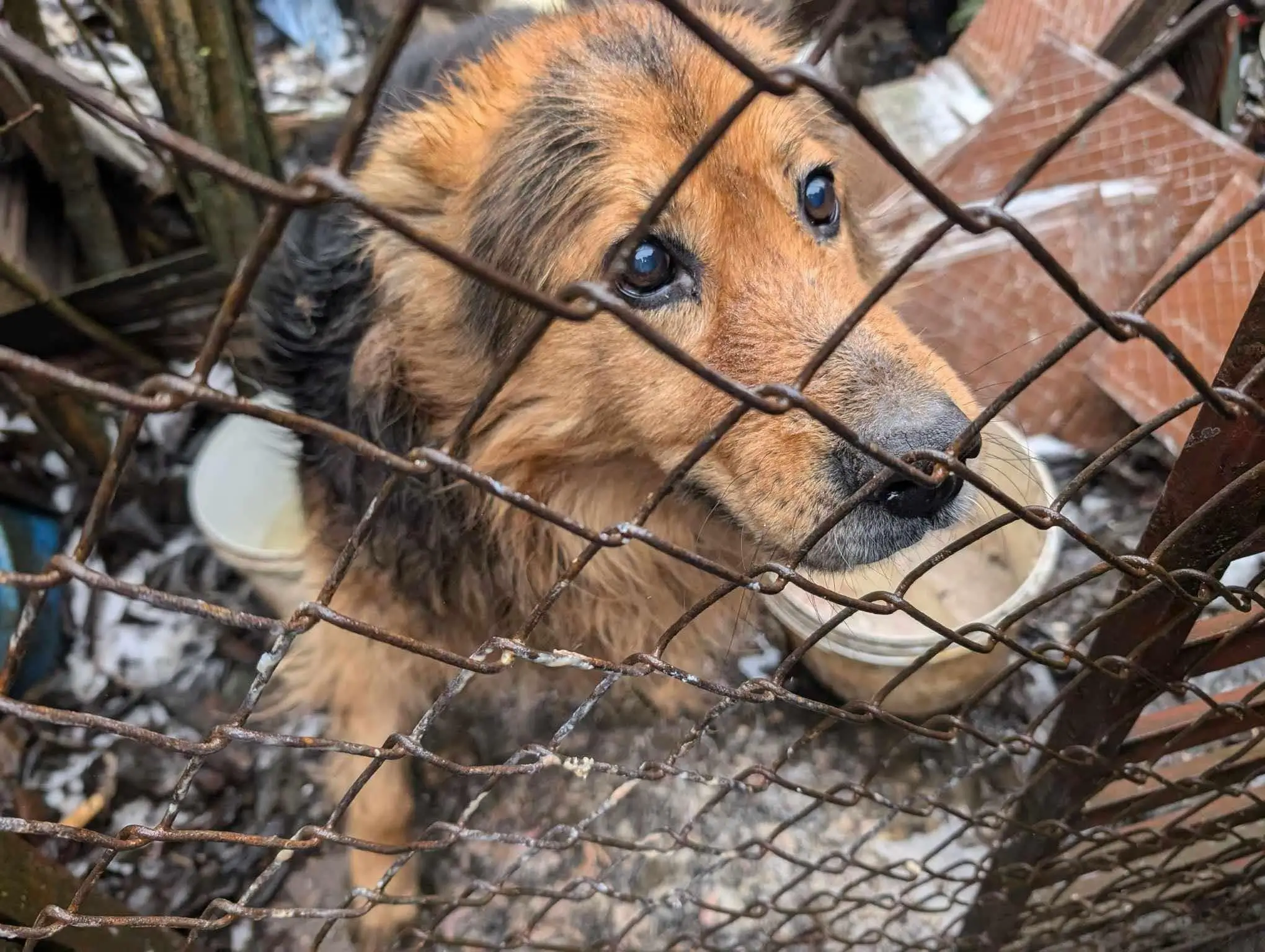Antoś - psa, który został uratowany przez Animal Support